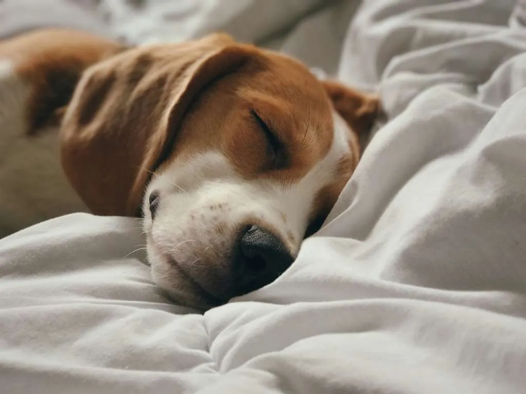 Pet-friendly stay